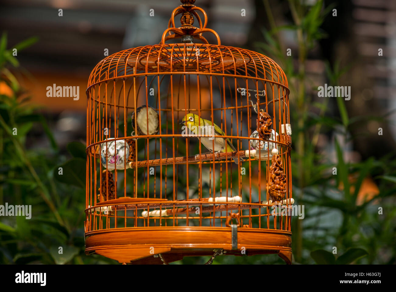 Birds in cages hanging at the Bird Garden and market in Yuen Po Street