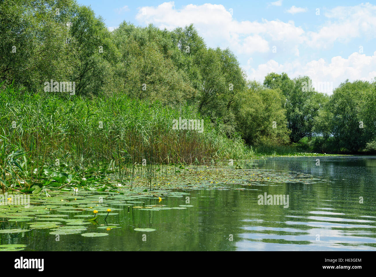 Yellow water flowers in the Rijeka Crnojevica River, in the northern