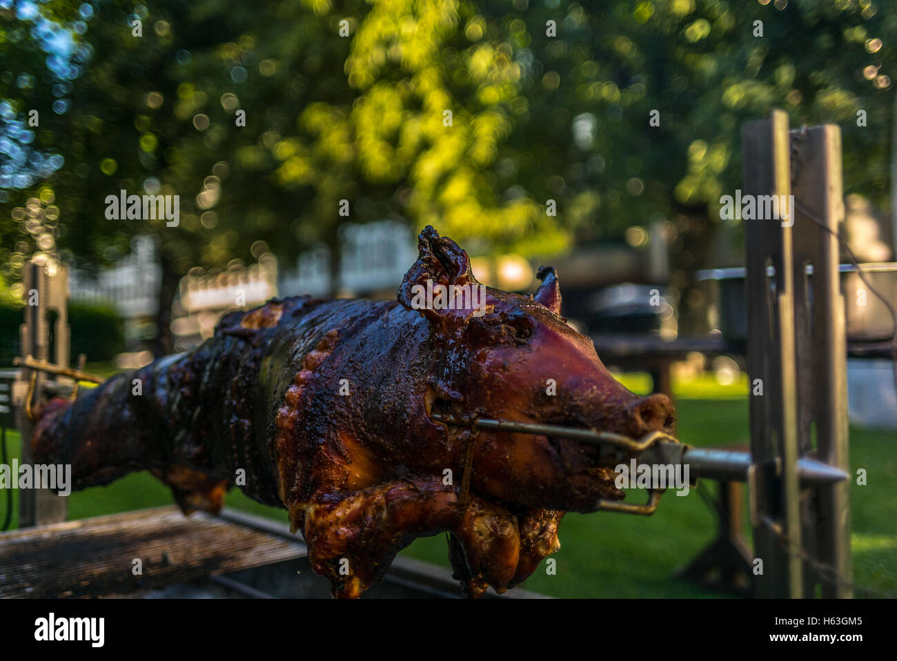 Roasting a pig (Italian "porchetta") in the park 5 Stock Photo Alamy