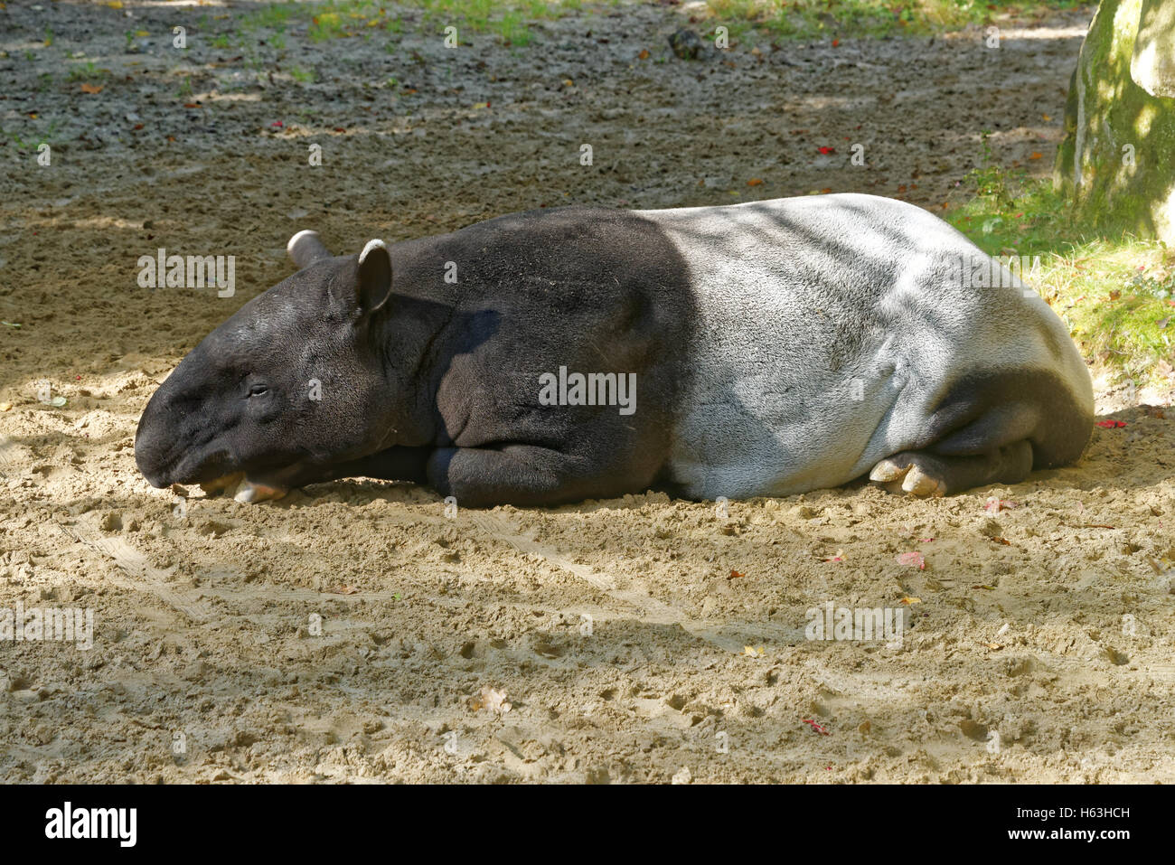 Malayan tapir (Tapirus indicus), also called the Asian tapir, is the largest of the five species of tapir and the only one nativ Stock Photo