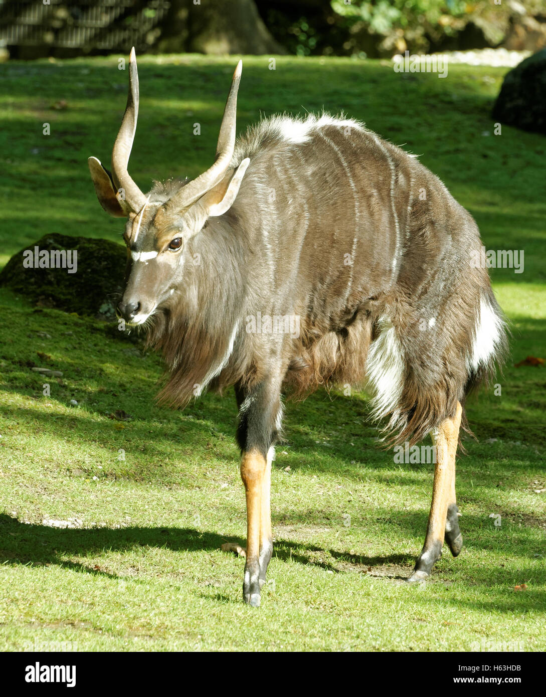 Nyala (Tragelaphus angasii), also called inyala is a spiral-horned antelope native to southern Africa. Stock Photo