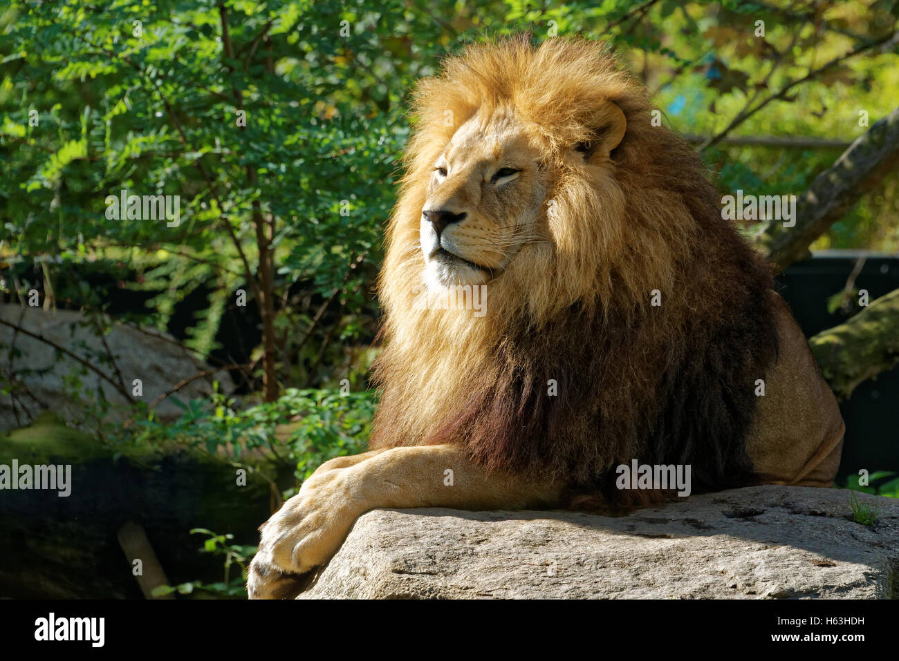 The lion (Panthera leo) is one of the big cats in the genus Panthera and a member of the family Felidae. Stock Photo