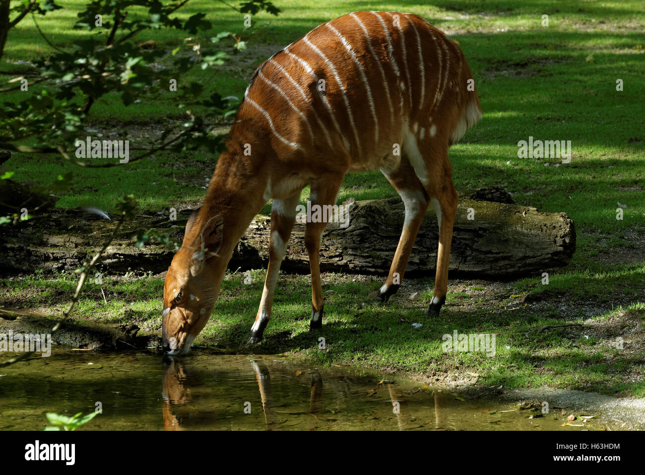 Nyala (Tragelaphus angasii), also called inyala is a spiral-horned antelope native to southern Africa. Stock Photo