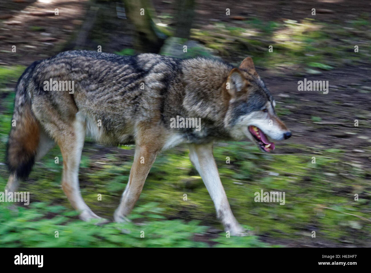 is a grey wolf the same as a timber wolf