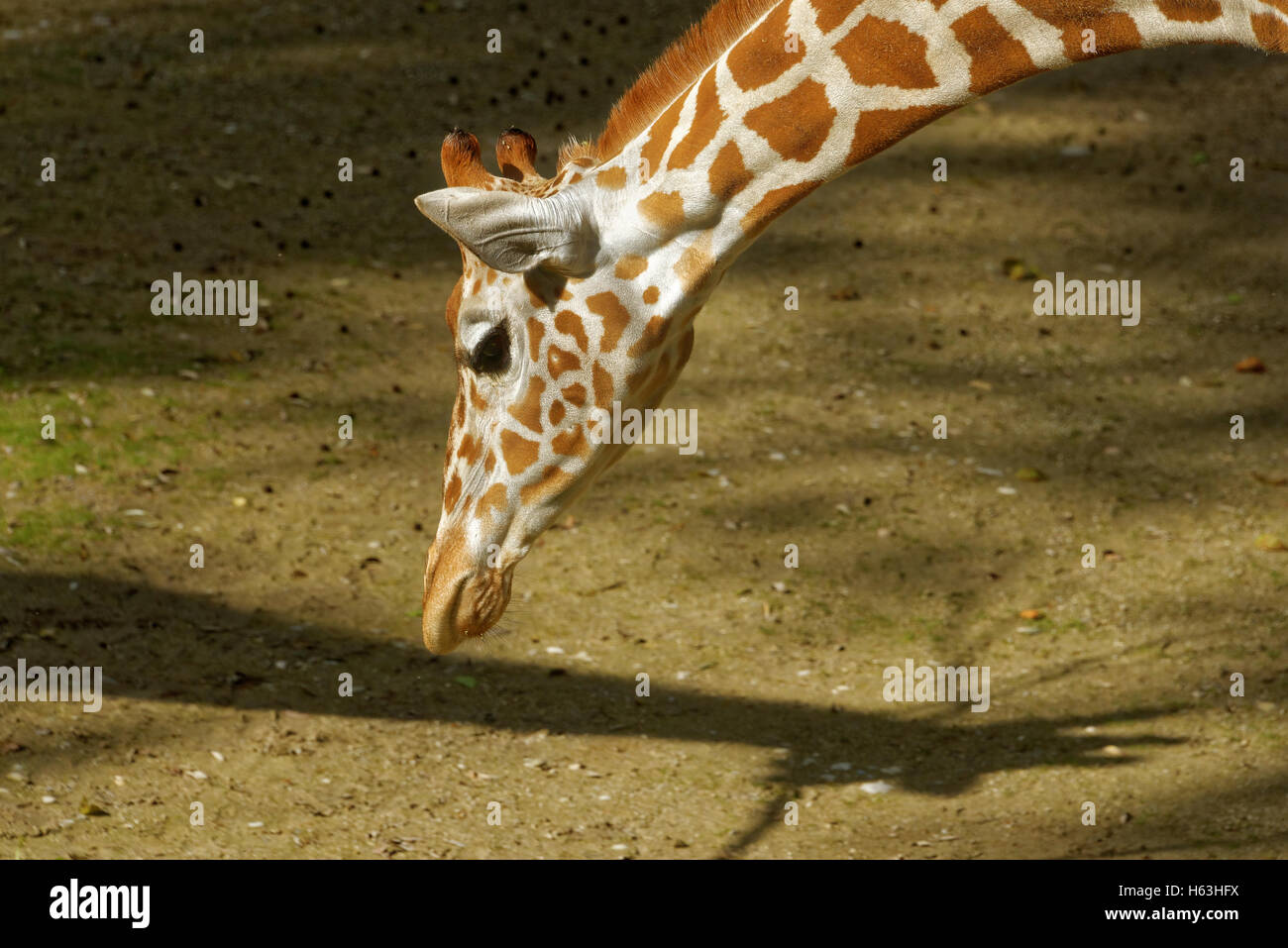 Giraffe (Giraffa camelopardalis) is an African even-toed ungulate mammal, the tallest living terrestrial animal and the largest Stock Photo