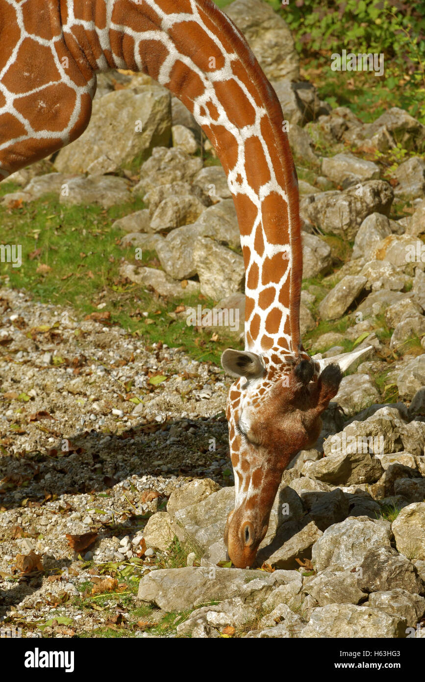 Giraffe (Giraffa camelopardalis) is an African even-toed ungulate mammal, the tallest living terrestrial animal and the largest Stock Photo