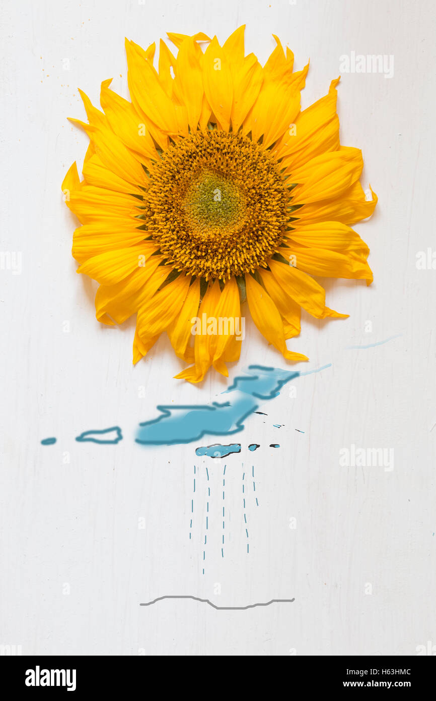 autumn idea, sunflower - sun and rain with drawing clouds Stock Photo