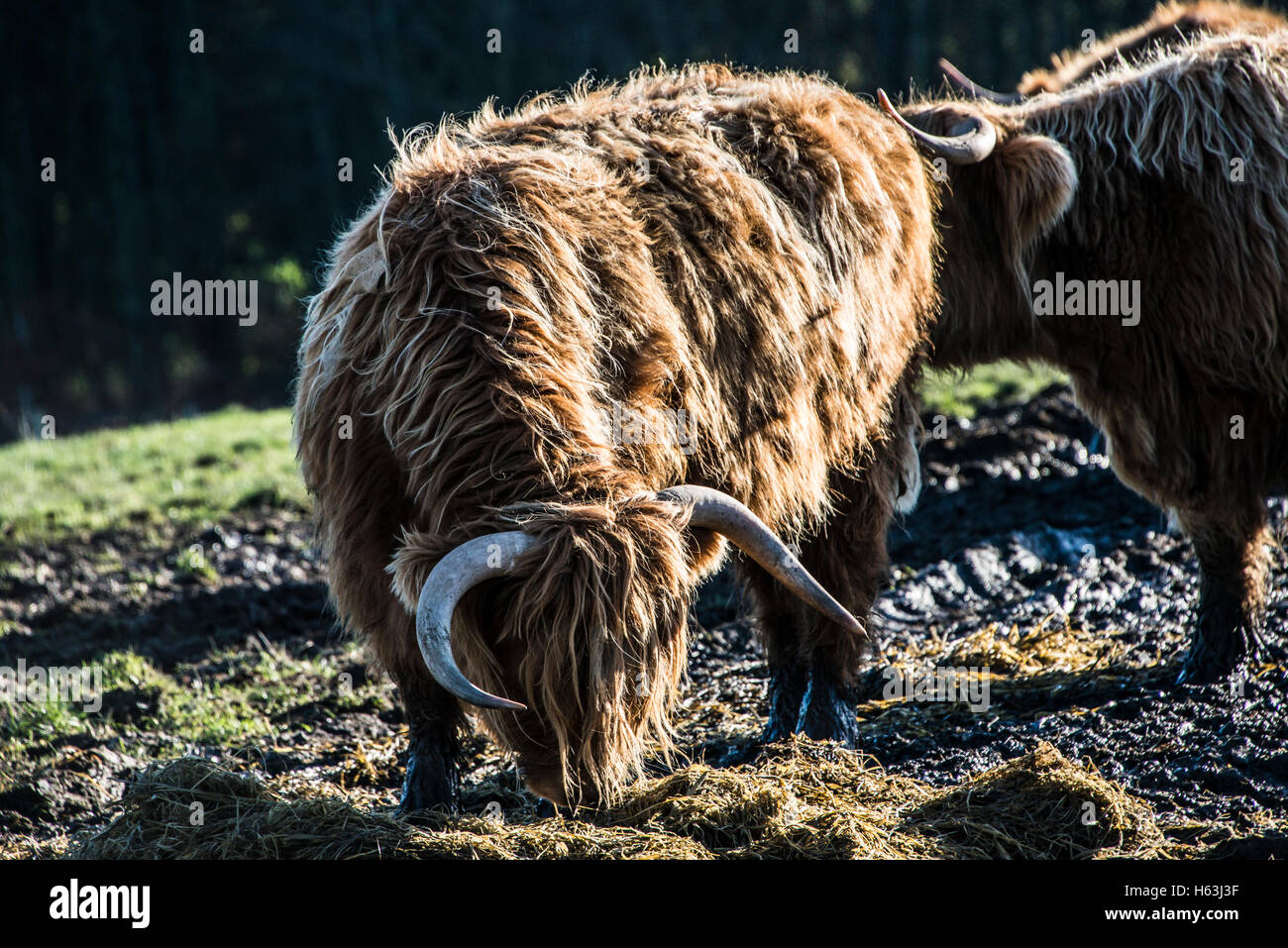 A highland cow feeding Stock Photo Alamy