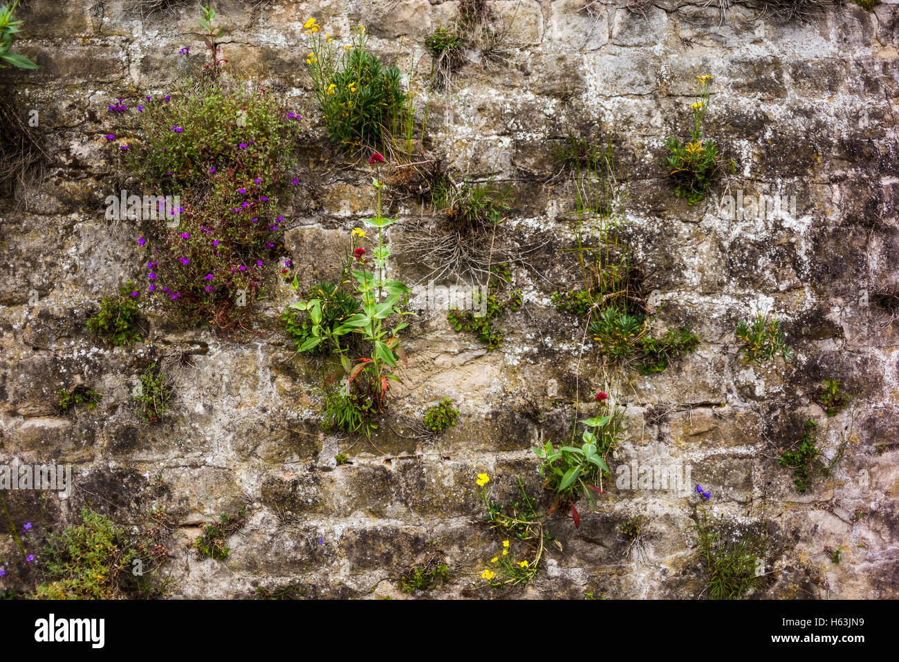 Ancient wall with wildflowers and plants Stock Photo - Alamy