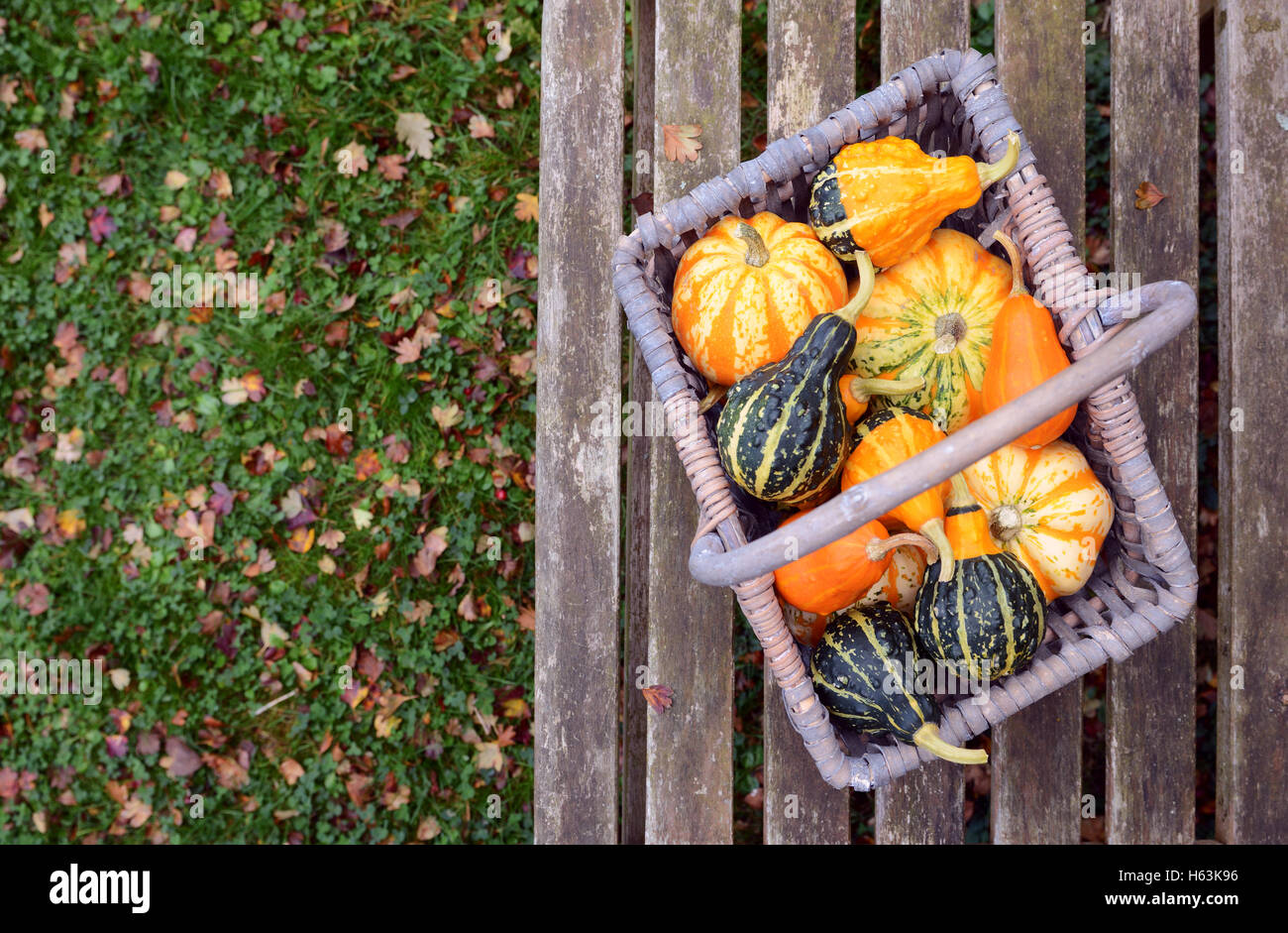 Orange, green and yellow ornamental gourds in a basket on a bench, fall leaves on grass beyond Stock Photo