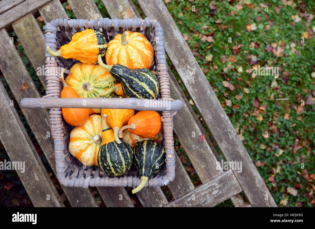 Ornamental pumpkins hi-res stock photography and images - Alamy
