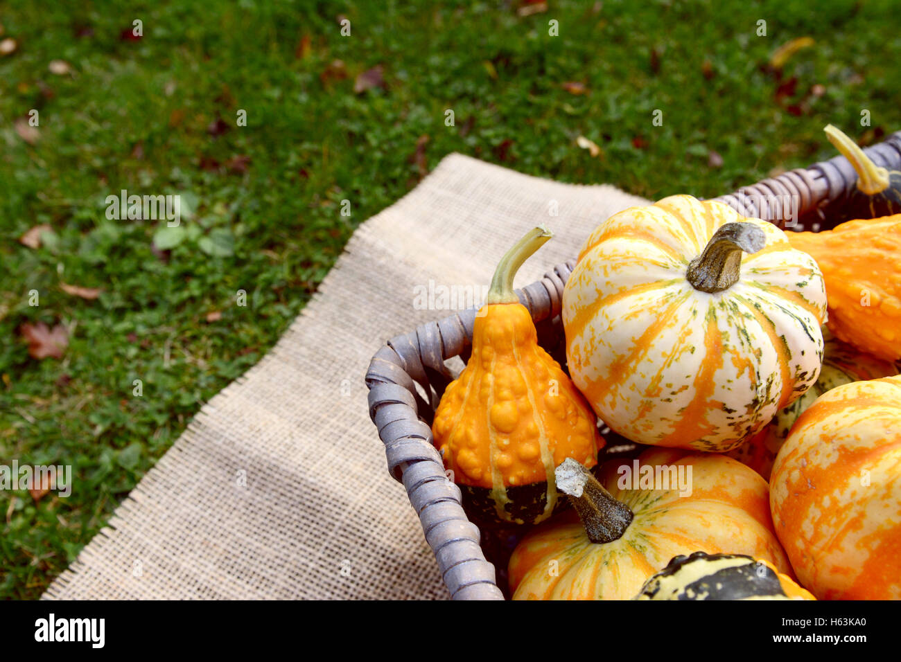 Detail of boldly coloured and patterned gourds in a basket outside in autumn on hessian and grass Stock Photo