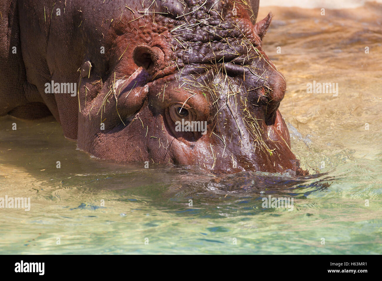 Common Hippopotamus (Hippopotamus Amphibius) submerging into the water. Stock Photo