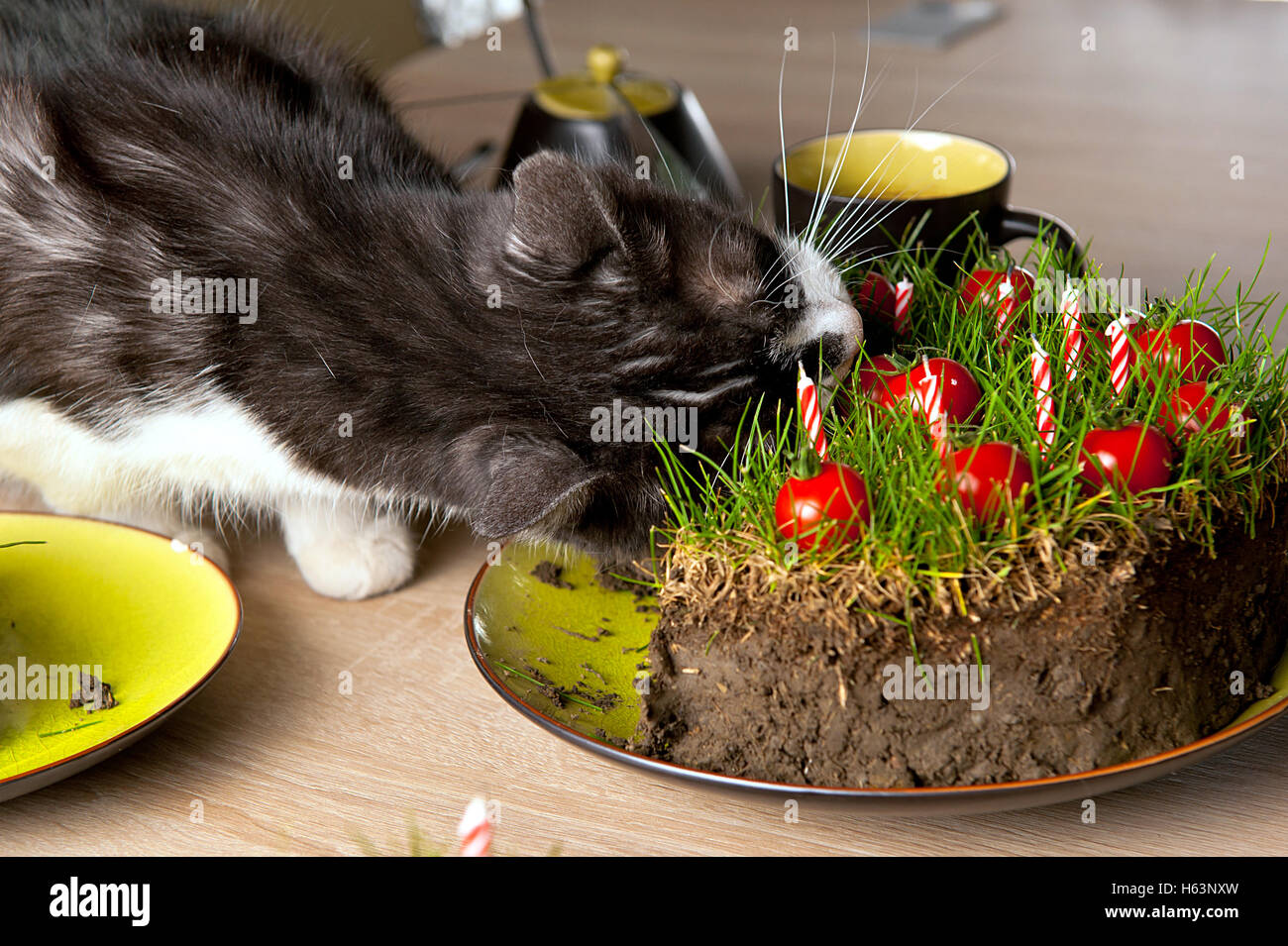 A gray and white cat eating a cake made from ground, grass and cherry tomatoes. Stock Photo