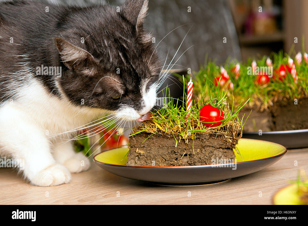 A gray and white cat sniffing a slice of a cake made from ground, grass and cherry tomatoes. Stock Photo