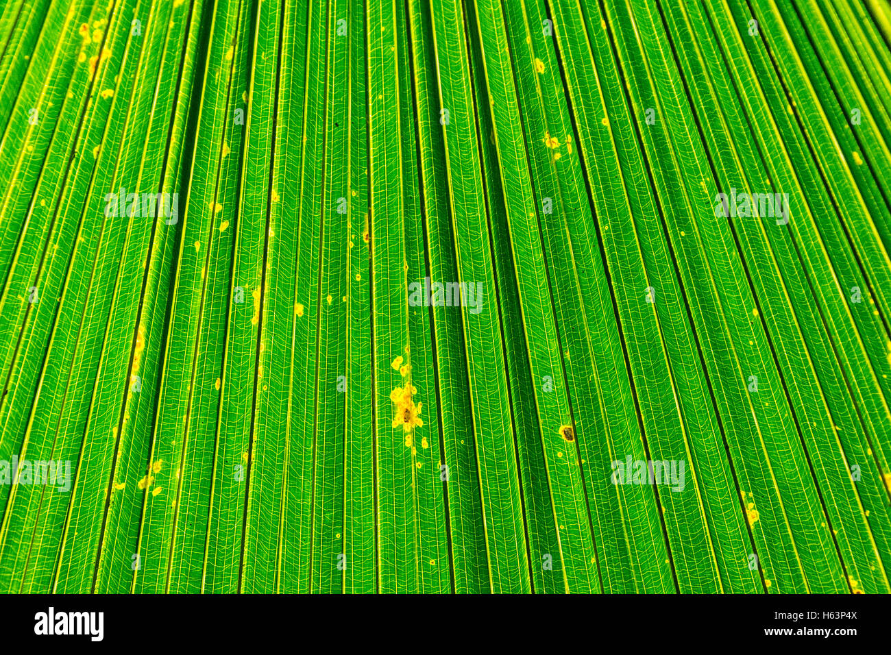 palm leaf as a background Stock Photo - Alamy