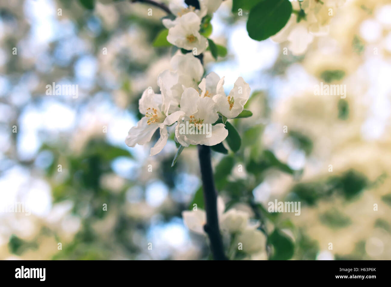 flower apple tree sunset macro Stock Photo Alamy