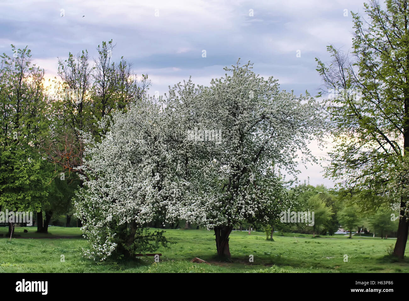Field asphalt apple tree hi-res stock photography and images - Alamy