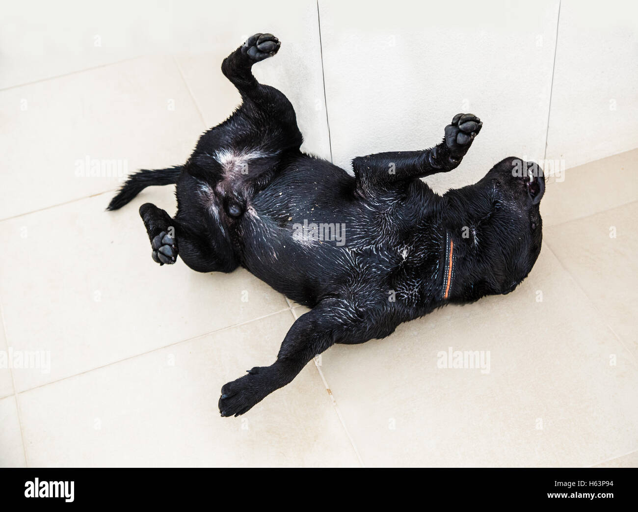 Why Does My Dog Roll On His Back