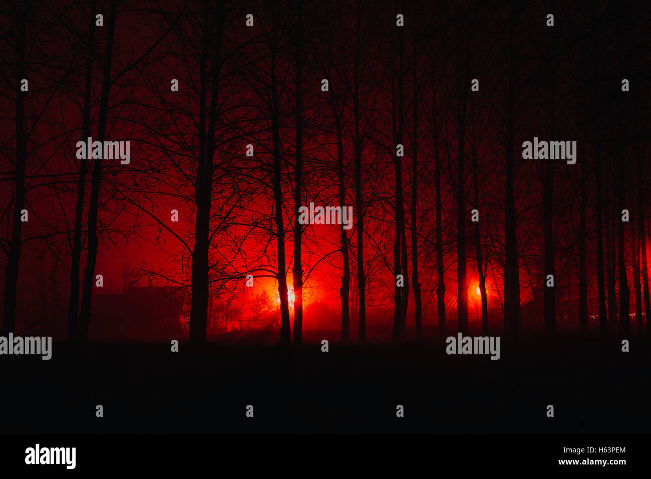 Scary foggy forest Stock Photo - Alamy