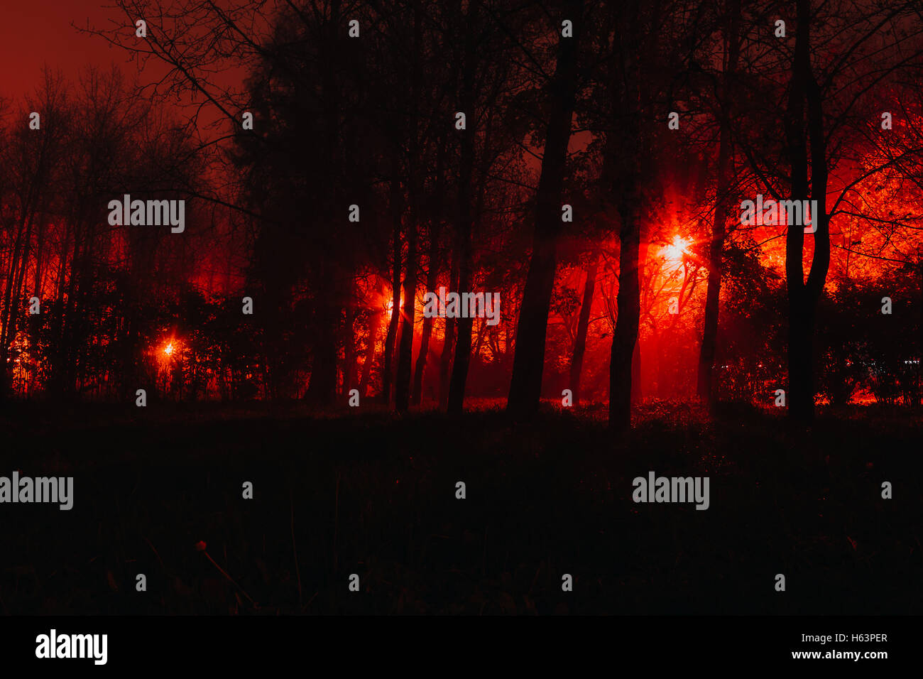 Scary foggy forest Stock Photo - Alamy