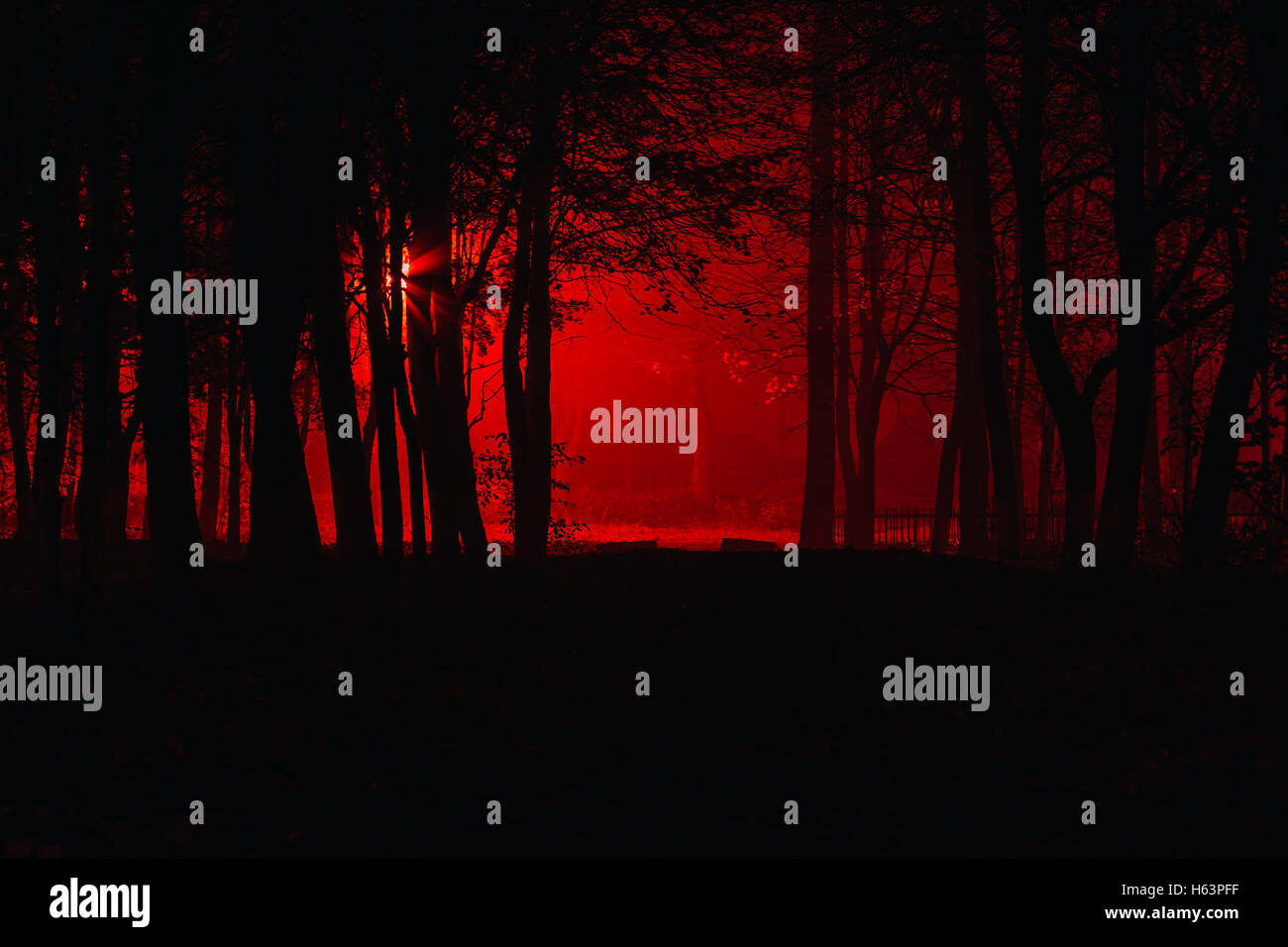 Scary foggy forest Stock Photo - Alamy