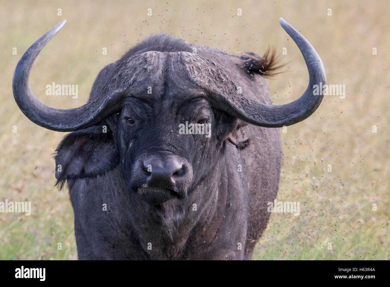 African buffalo or Cape buffalo Syncerus caffer, close and on grassland, surrounded flies, Laikipia Kenya Africa Stock Photo - Alamy