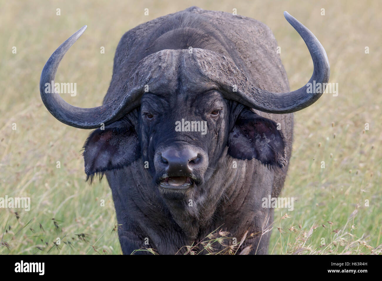 African buffalo or Cape buffalo Syncerus caffer, close and face on in Stock  Photo - Alamy