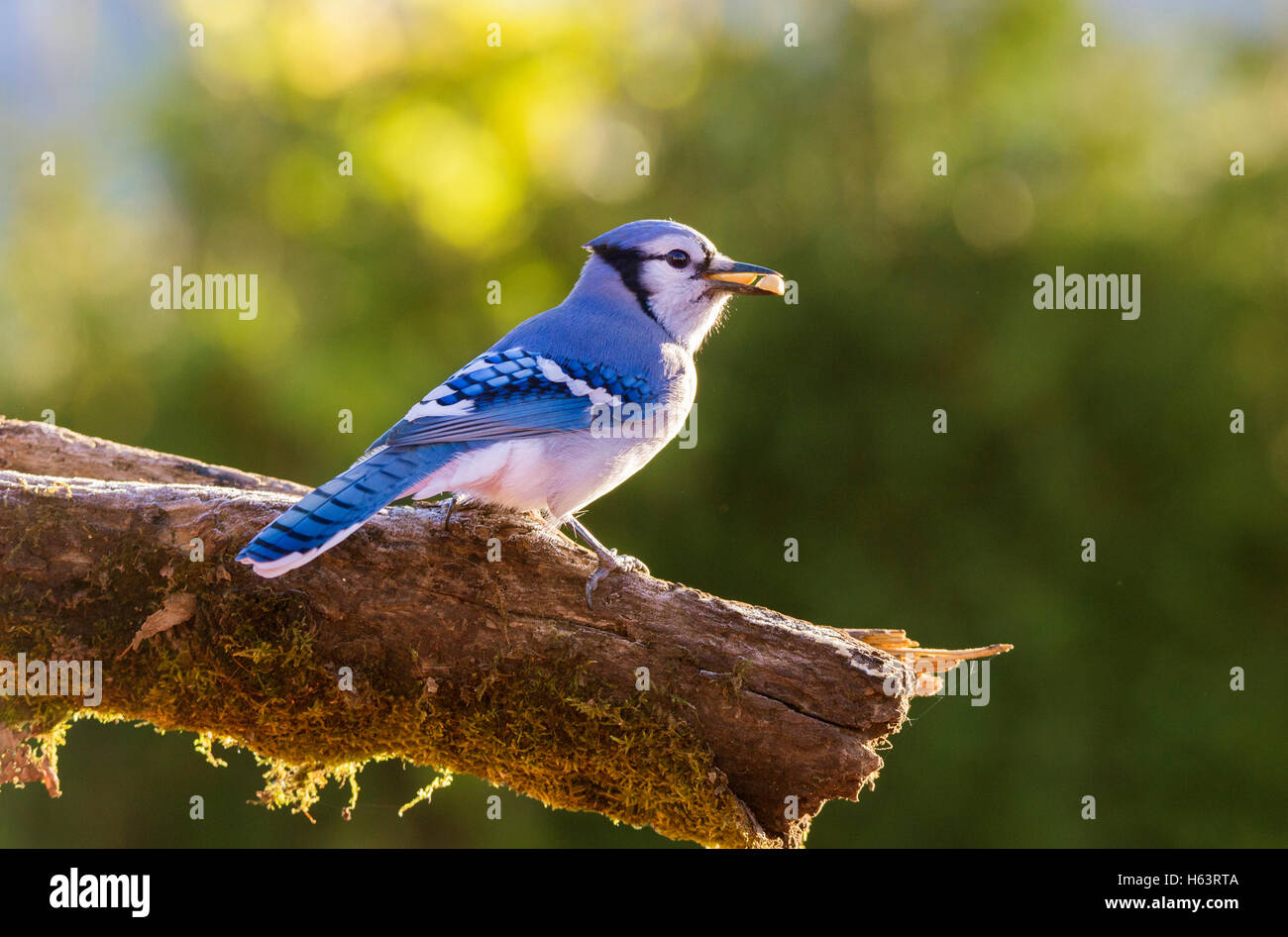 Flying blue jay hi-res stock photography and images - Alamy