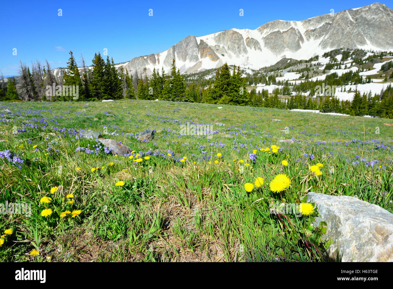Meadow with wild flowers in Snowy Range Mountains in Medicine Bow ...
