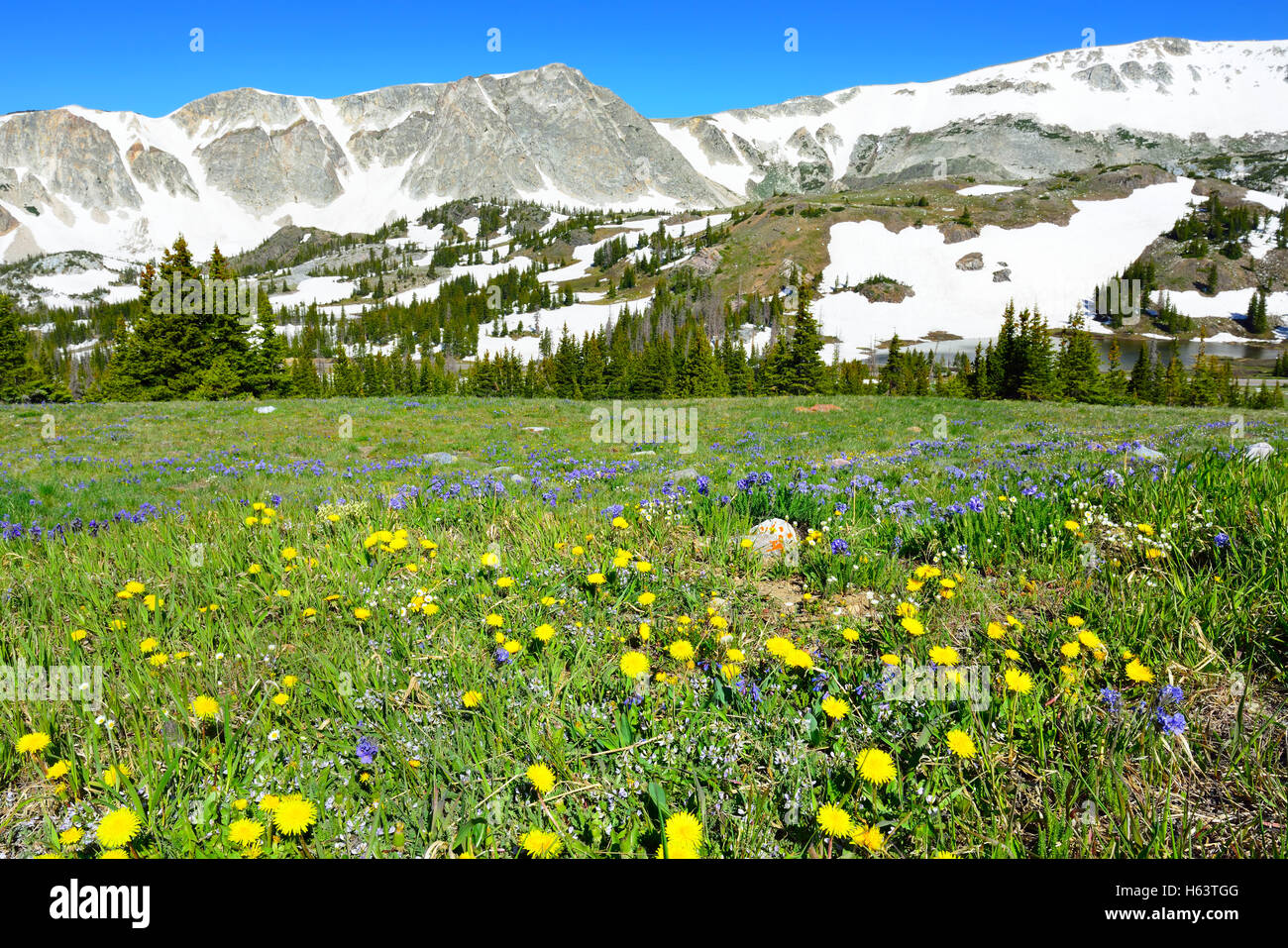 Meadow with wild flowers in Snowy Range Mountains in Medicine Bow ...