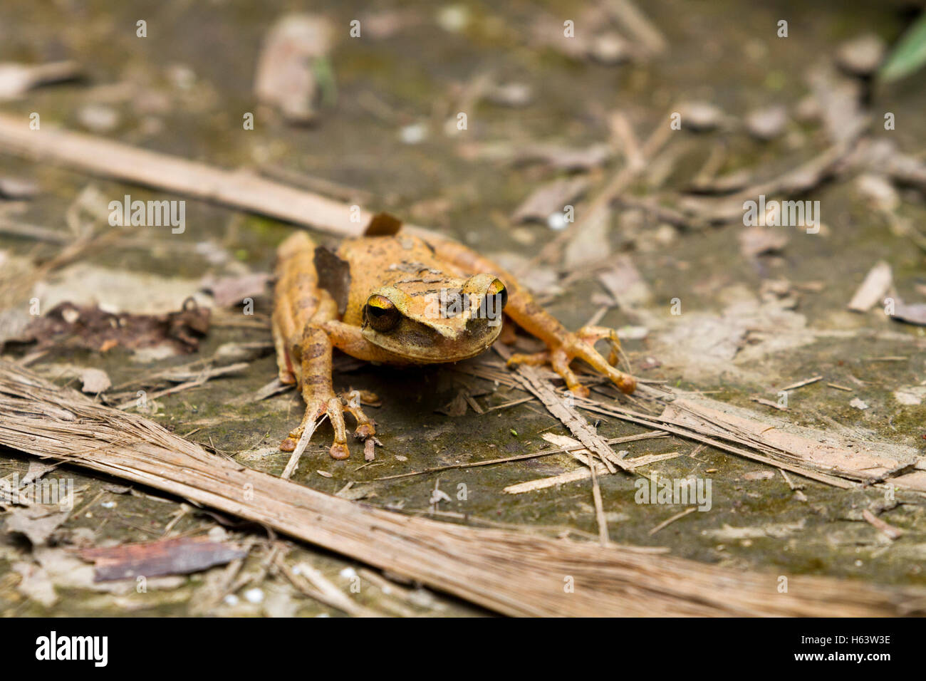 Amazonian rainforest frog Stock Photo