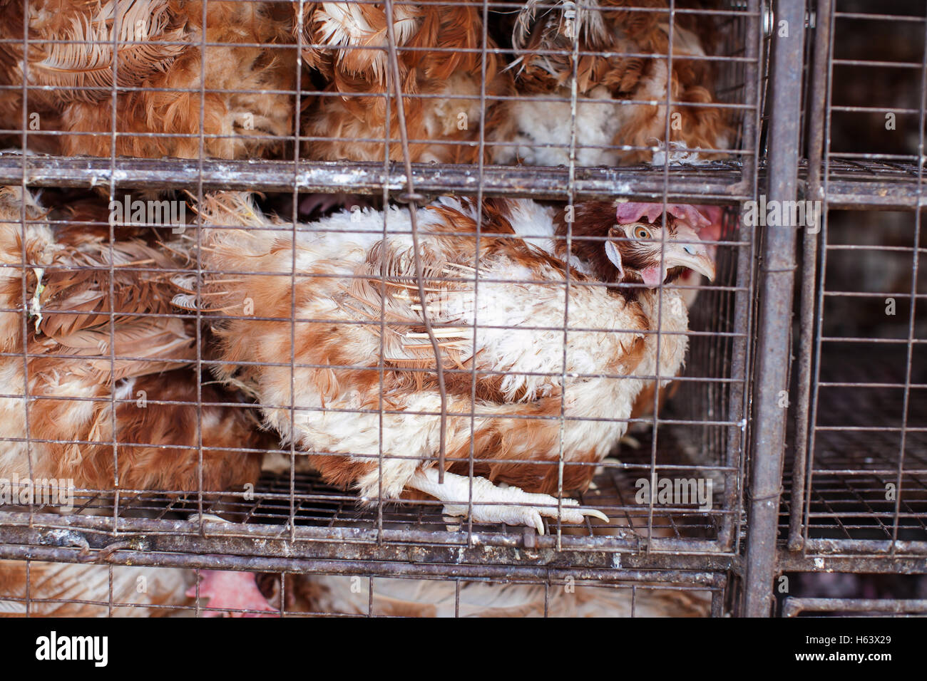 Chickens in a cage. Stock Photo
