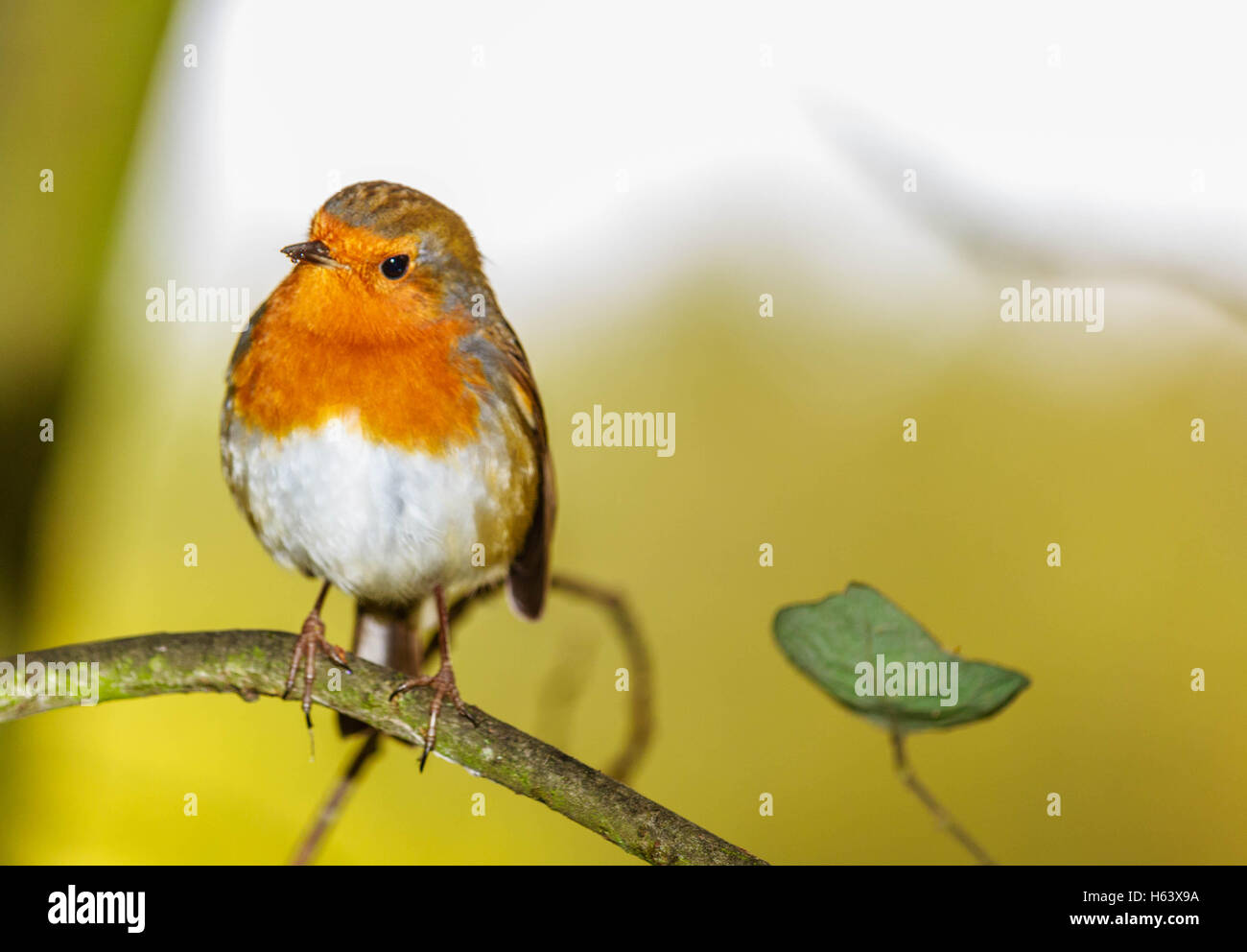 The most perfect picture for Christmas. This little Robin Red Breast seem to pose for me. Stock Photo
