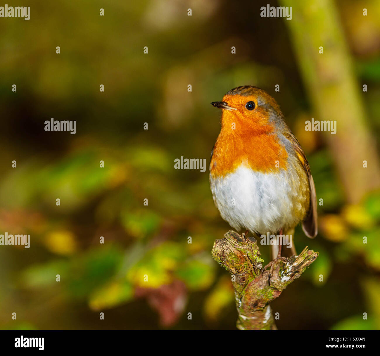 The most perfect picture for Christmas. This little Robin Red Breast seem to pose for me. Stock Photo