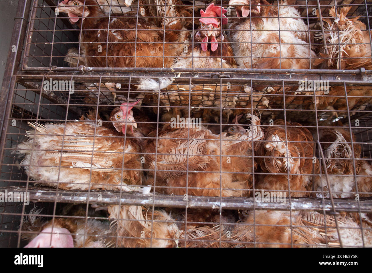 Chickens in a cage Stock Photo Alamy
