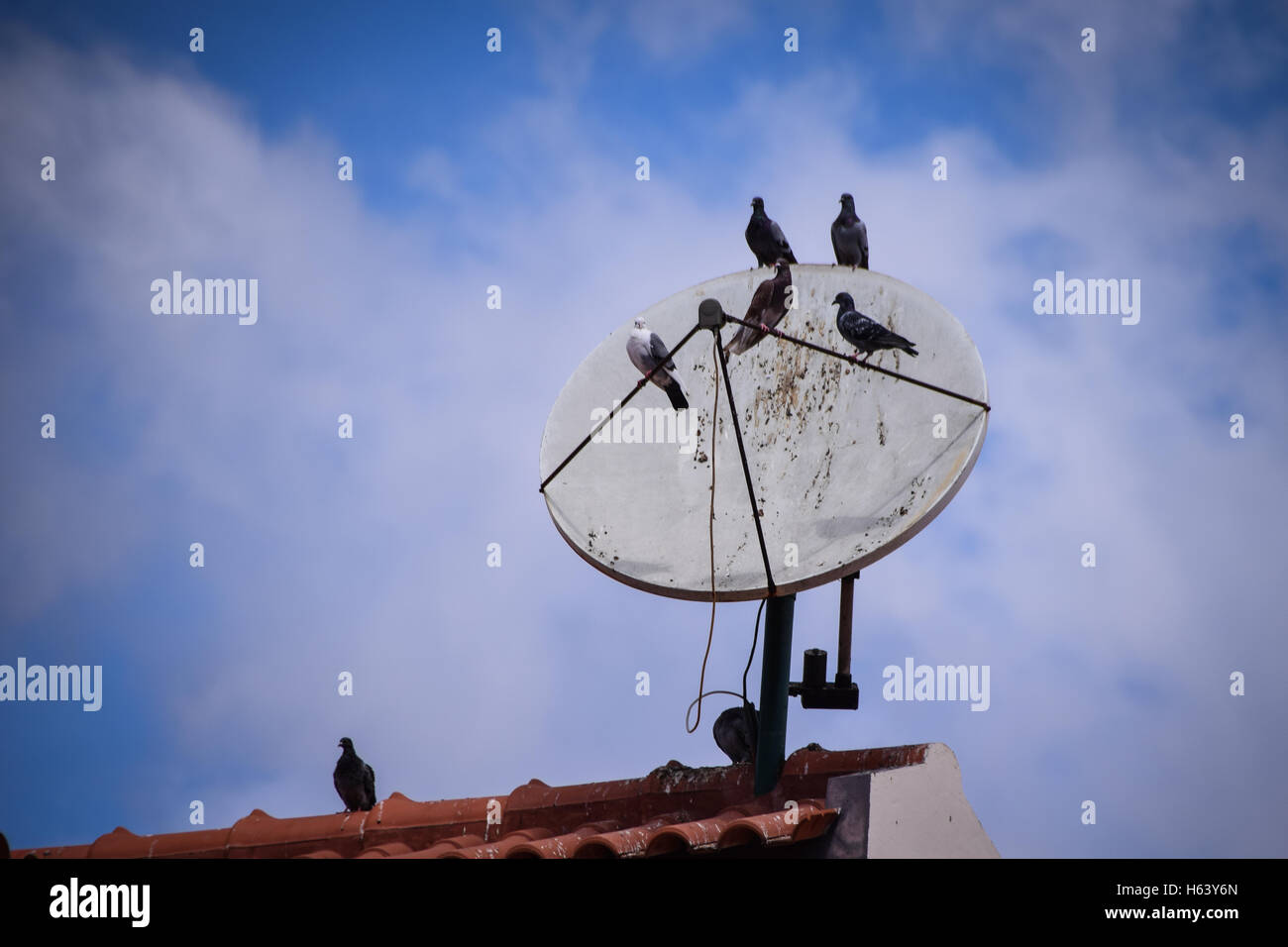 Birds nest on satellite dish hires stock photography and images Alamy