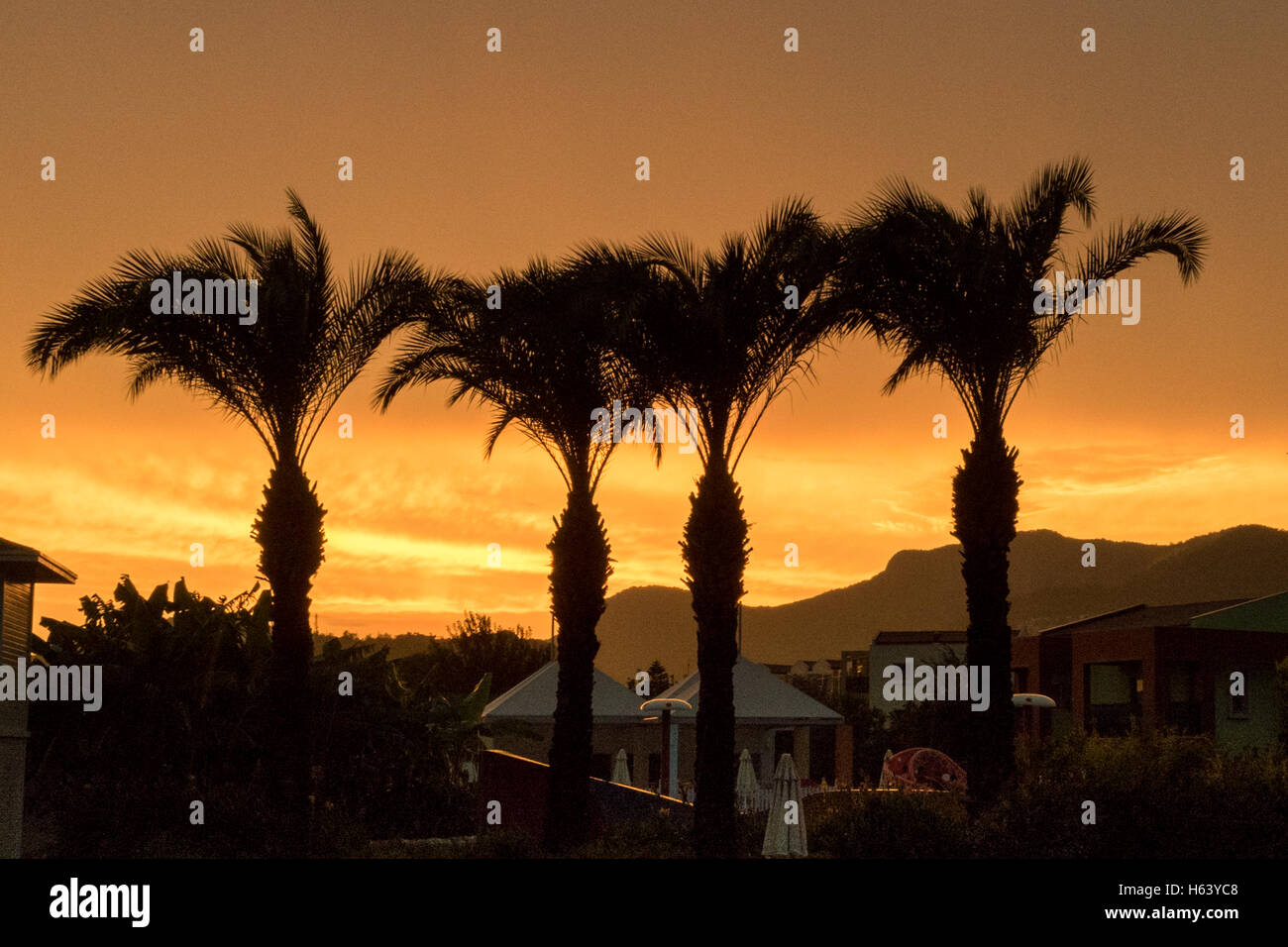 four palm trees in silhouette against orange evening sky Stock Photo