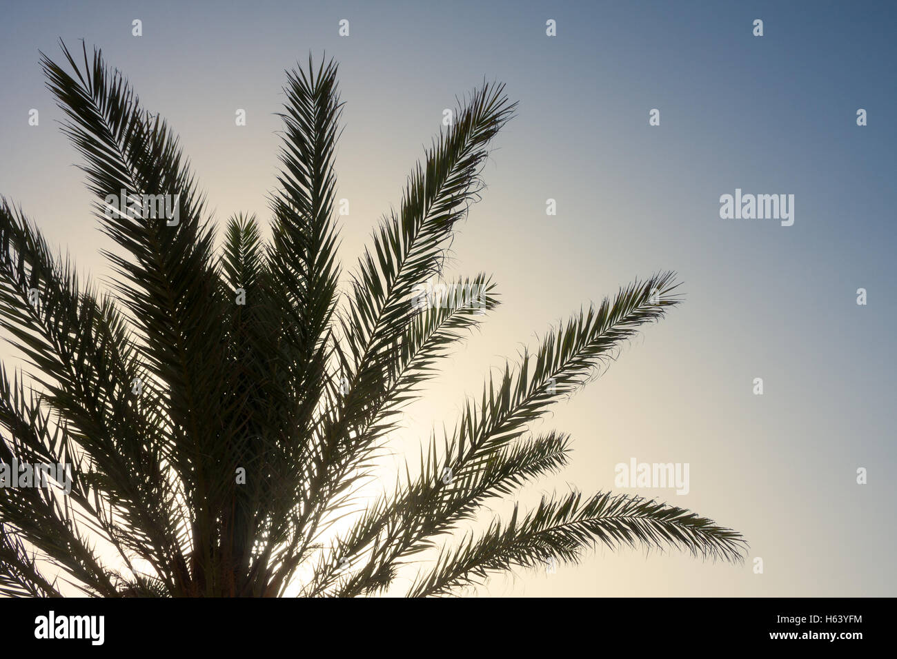 part of palm tree silhouette Stock Photo