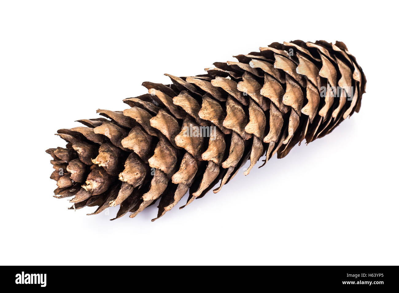 Cones of Spruce, Pine Stock Photo Alamy