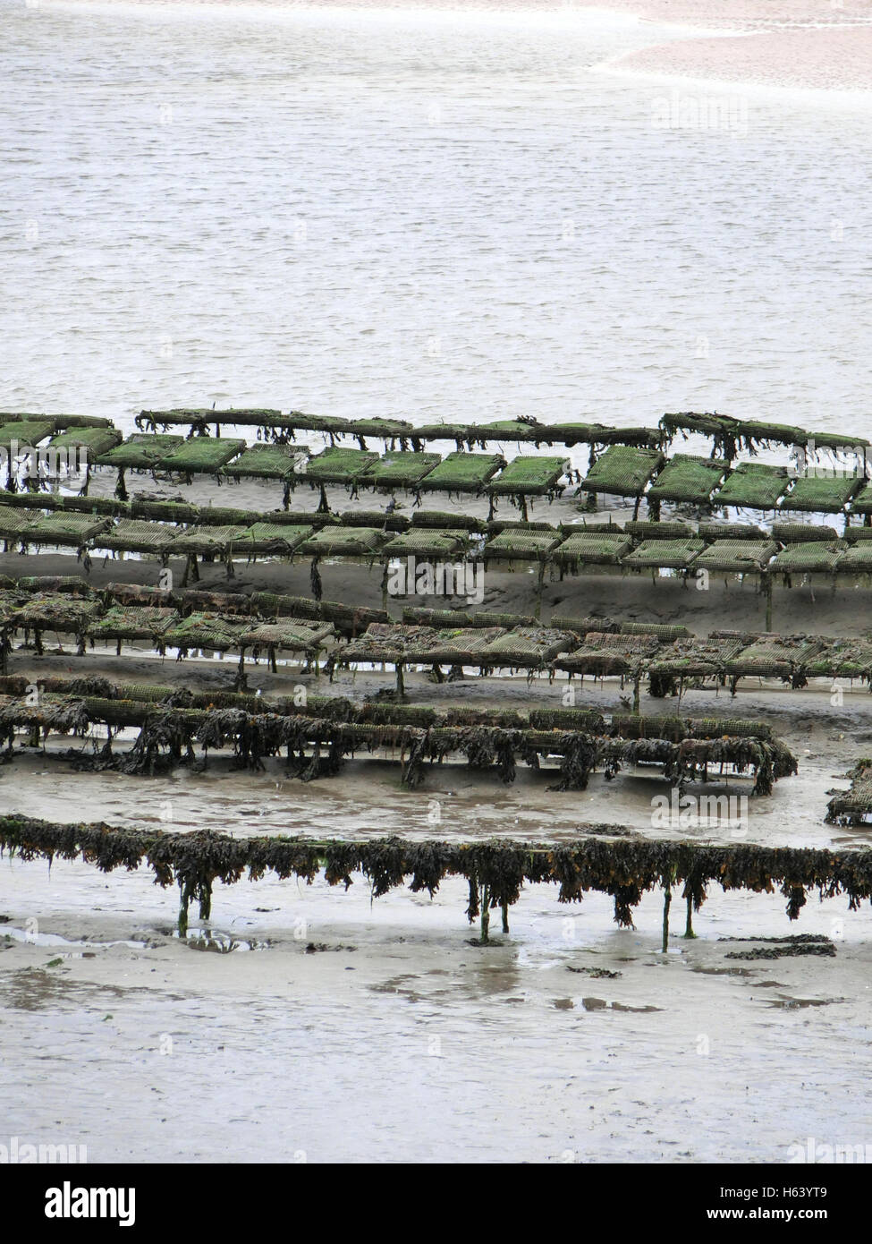 Oyster rack hi-res stock photography and images - Alamy