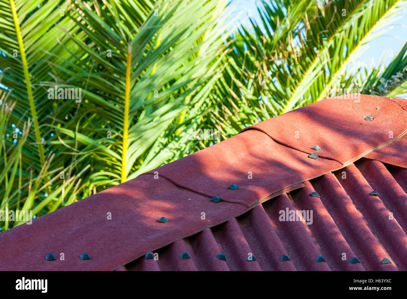 palm trees behind apex roof Stock Photo