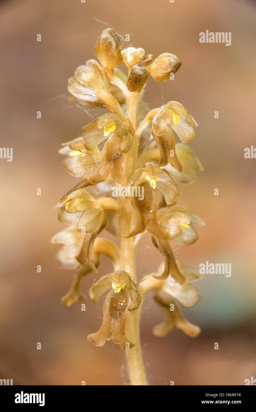 birds nest orchid (Neottia nidusavis) flower growing under beech trees, Norfolk, England, UK