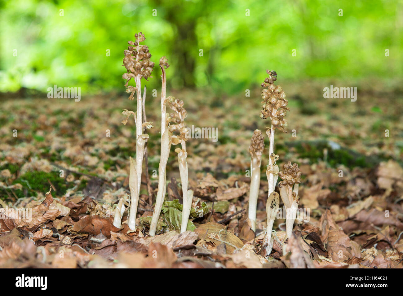 birds nest orchid (Neottia nidusavis) flower growing under beech trees, Norfolk, England, UK