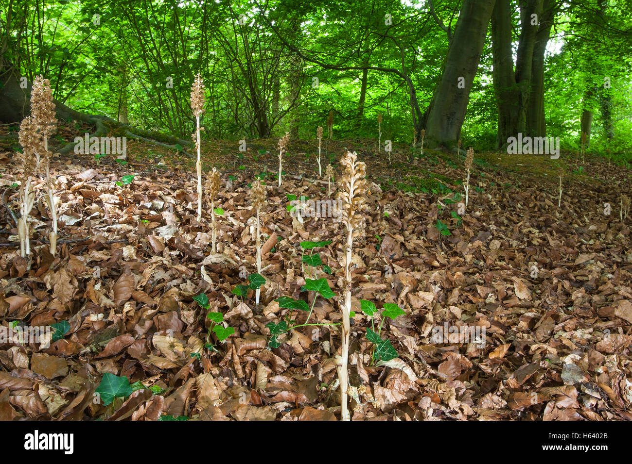 birds nest orchid (Neottia nidusavis) flower growing under beech trees, Norfolk, England, UK