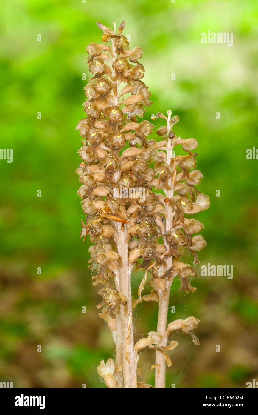 birds nest orchid (Neottia nidusavis) flower growing under beech trees, Norfolk, England, UK