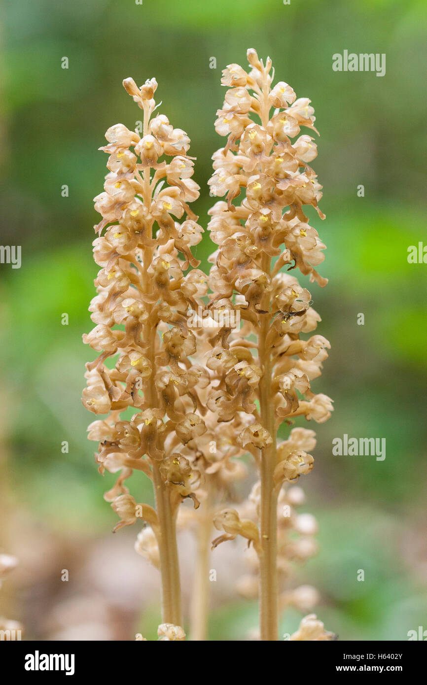 birds nest orchid (Neottia nidusavis) flower growing under beech trees, Norfolk, England, UK