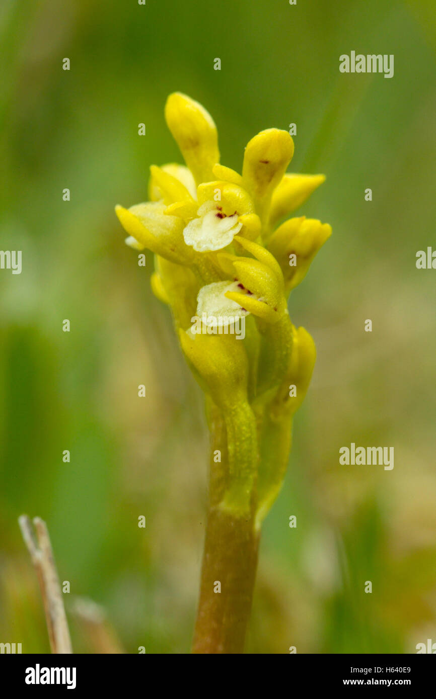 coral root orchid Corallorhiza trifida flower groing in dune slack Holy ...