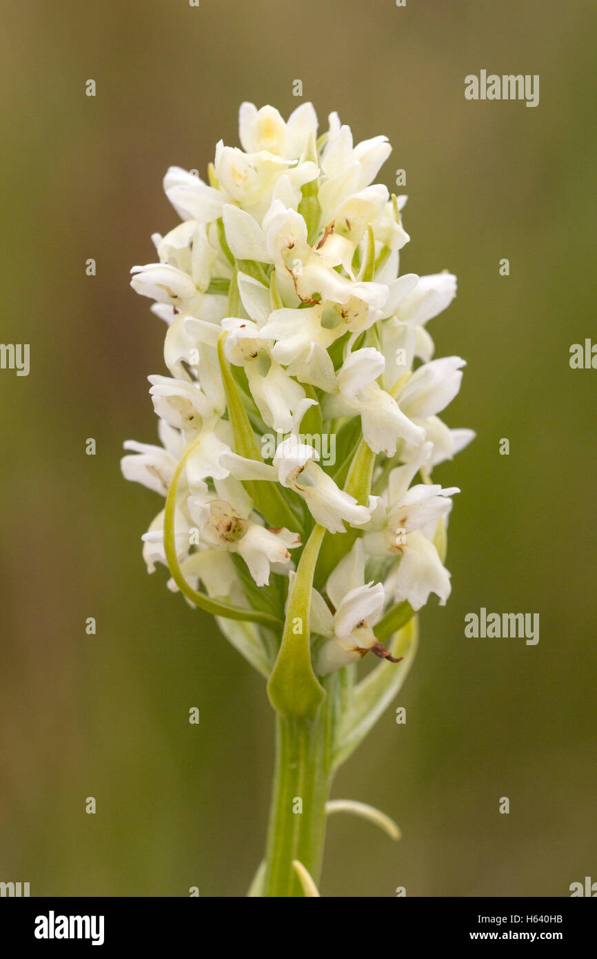 early marsh orchid (Dactylorhiza incarnata ssp. ochroleuca) flower growing in meadow, Suffolk, England, UK Stock Photo