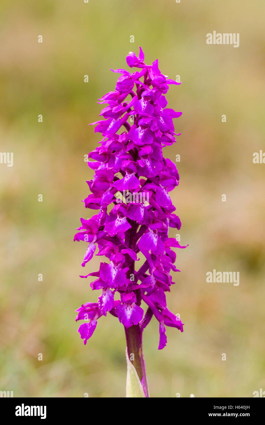 early purple orchid (Orchis mascula) flower growing in filed. Derbyshire, England, Norfolk, UK Stock Photo